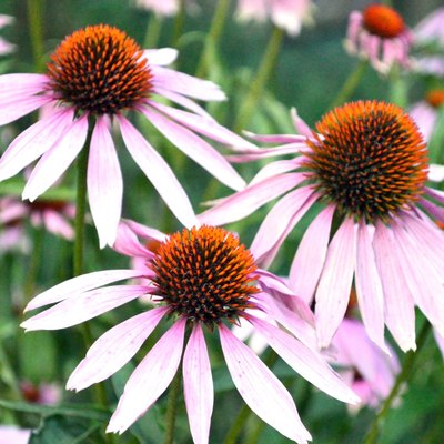 Echinacea flower