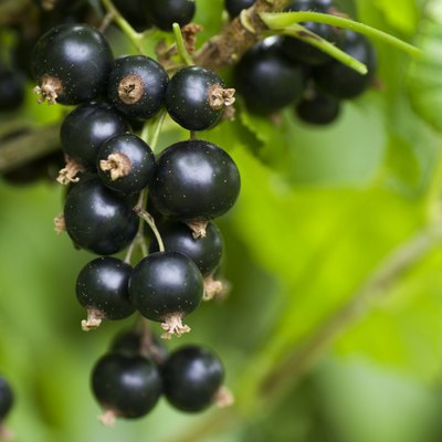 Blackcurrants