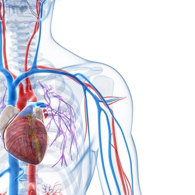 vascular system