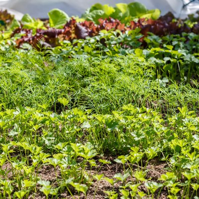 Leaf vegetable. Cilantro, parsley, dill and lettuce