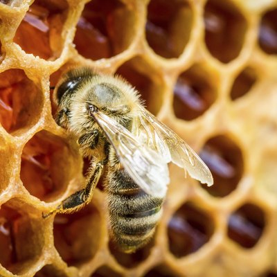 Bees in a beehive on honeycomb