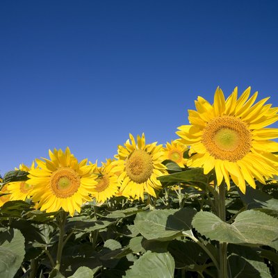 Sunflowers, Hokkaido Prefecture, Japan