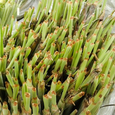 Green lemongrass tree