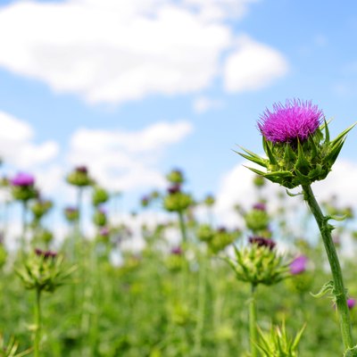 Field with Silybum marianum