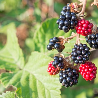 blackberries