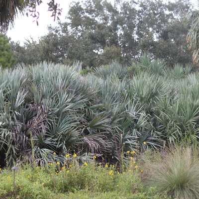Florida palmetto landscape