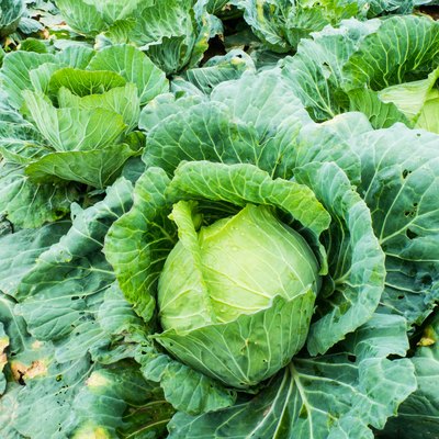 Collard greens are grown as a farm on the mountain.