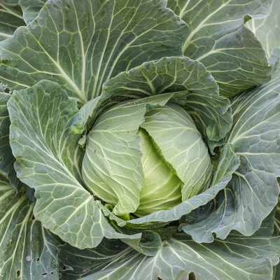 close up fresh collard growing in the garden