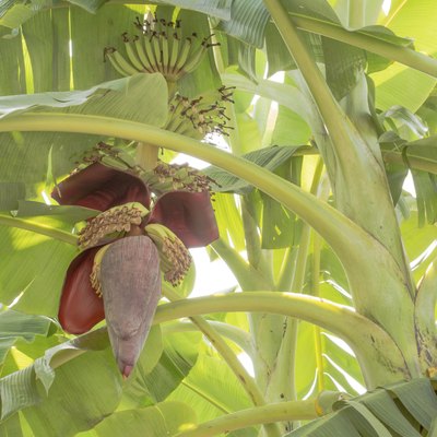 banana blossom