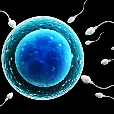 Spermatozoons, floating to ovule