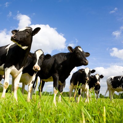 Holstein cows