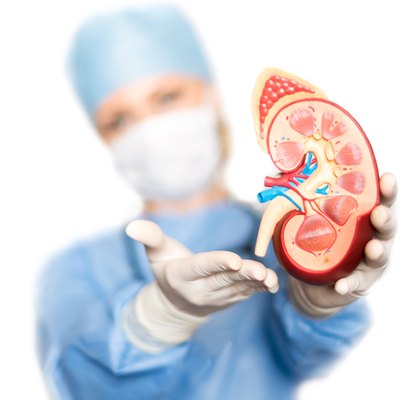 Kidney model in the hand of doctor