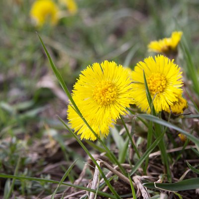 dandelion