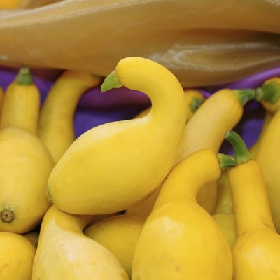Crookneck squash (botanical name: Cucurbita pepo; species: Yello