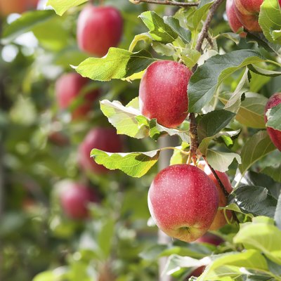 Red Apples