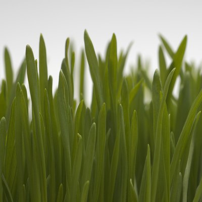 Wheatgrass, close-up