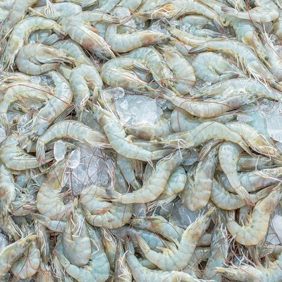 shrimp,
