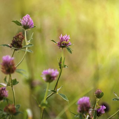 Trifolium pratense - Red clover in different flowering stages