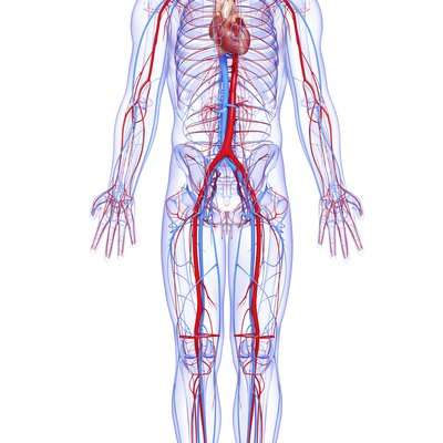 male full body circulatory system highlights heart