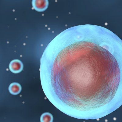 Cell