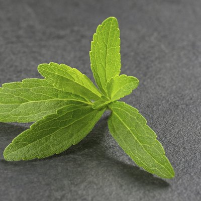 Stevia leaves on a slate plate