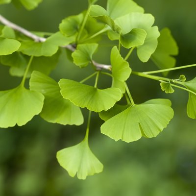 Ginkgo Biloba tree