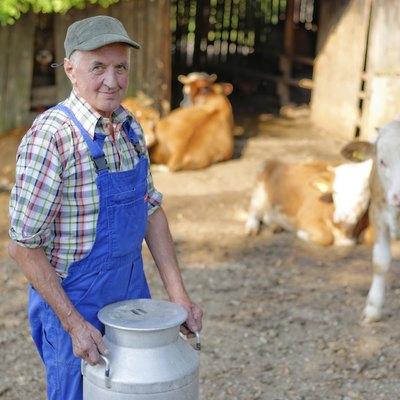 Farmer is working on the organic farm with dairy cows