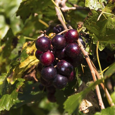 Muscadine Grapes