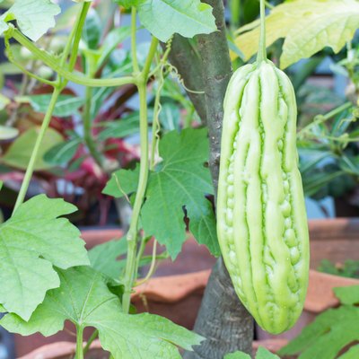 Bitter melon