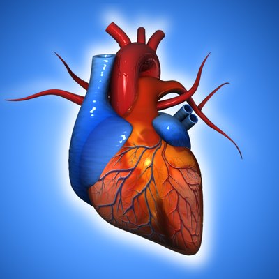 Human Heart
