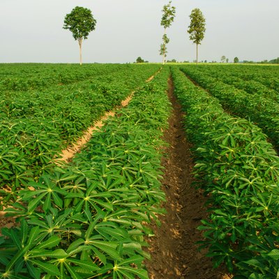 Cassava plantation Northeast of Thailand