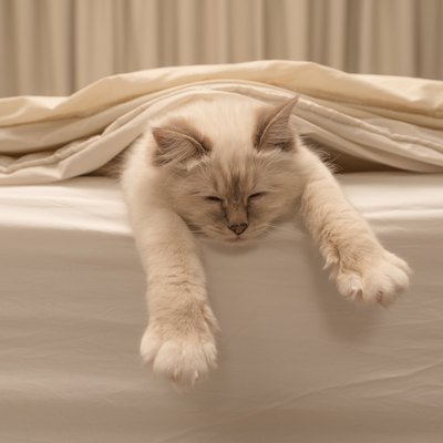 Pure white cat sleeping on white bedding
