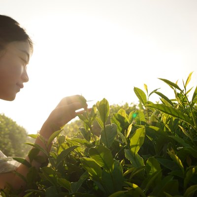 Young woman wearing a cheongsam in Chinese tea