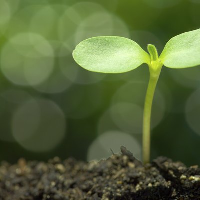 Sunflower sprout on green bokeh background.(horizontal)