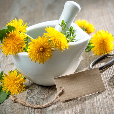 Healing herbs. Dandelion