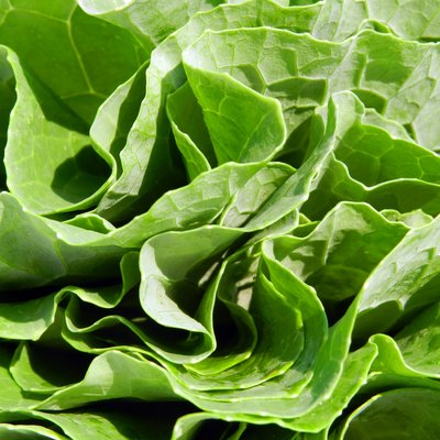 Fresh kale pack