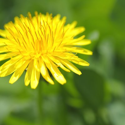 Close up of dandelion, differential focus