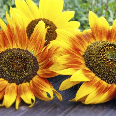 sunflowers