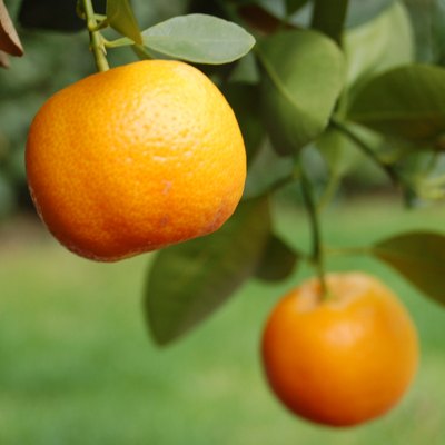 Tangerine