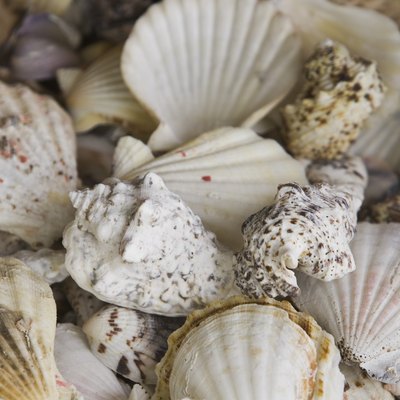 Seashells