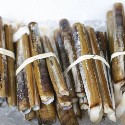 Razor Clam