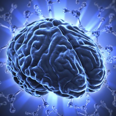 The human brain