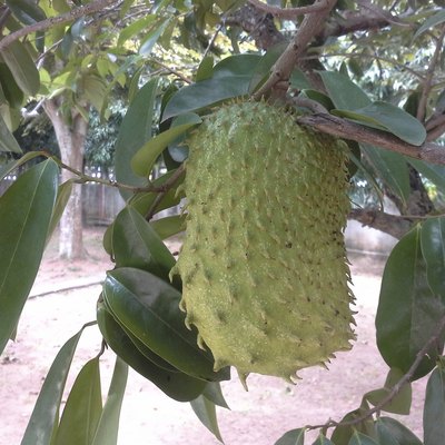 Soursop fruit