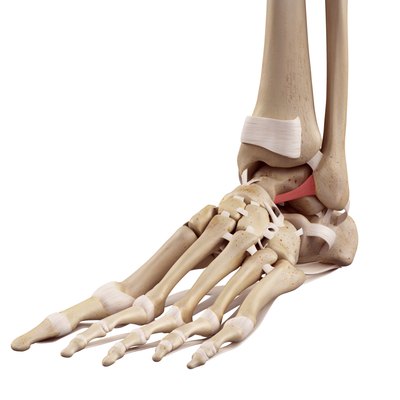The anterior talofibular ligament