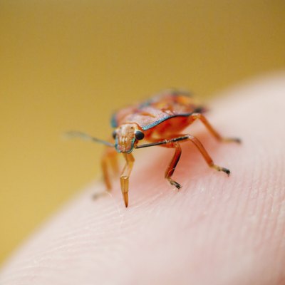 Bug biting thumb