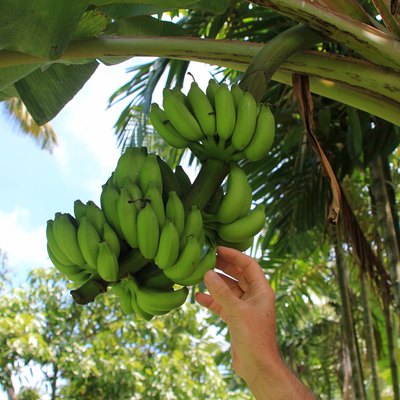 Man's hand picking a banana from a bunch of bananas