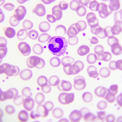 Neutrophil cell