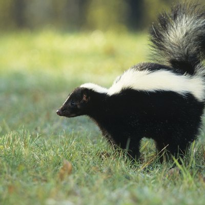 Striped skunk (Mephitis mephitis) spraying, USA