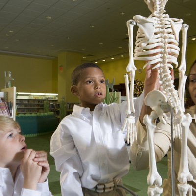 Teacher showing a model skeleton to schoolboys in the library