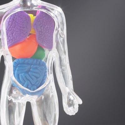 Anatomy statue